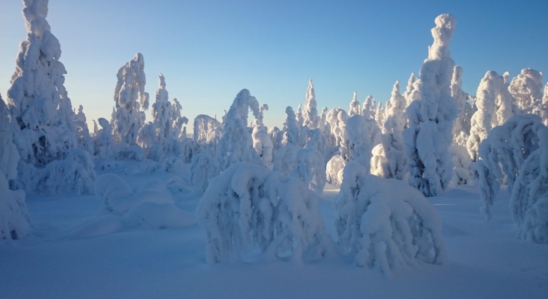 karhunulkin-luontopolku-4-1100×600
