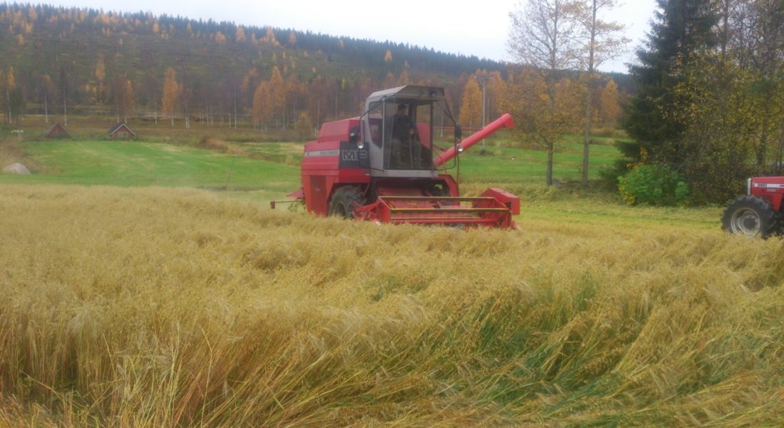 lehtojarven-kylatie-5-1100×600