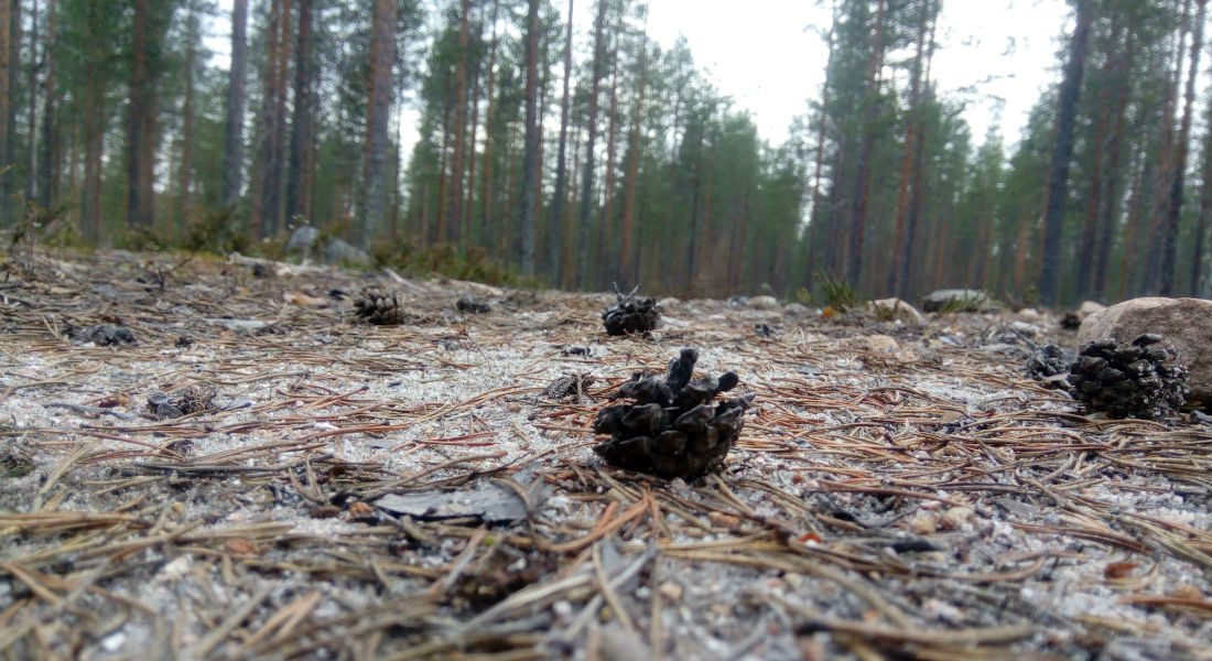 mantyvaara-pohtimolampi-ulkoilureitti-5-1100×600