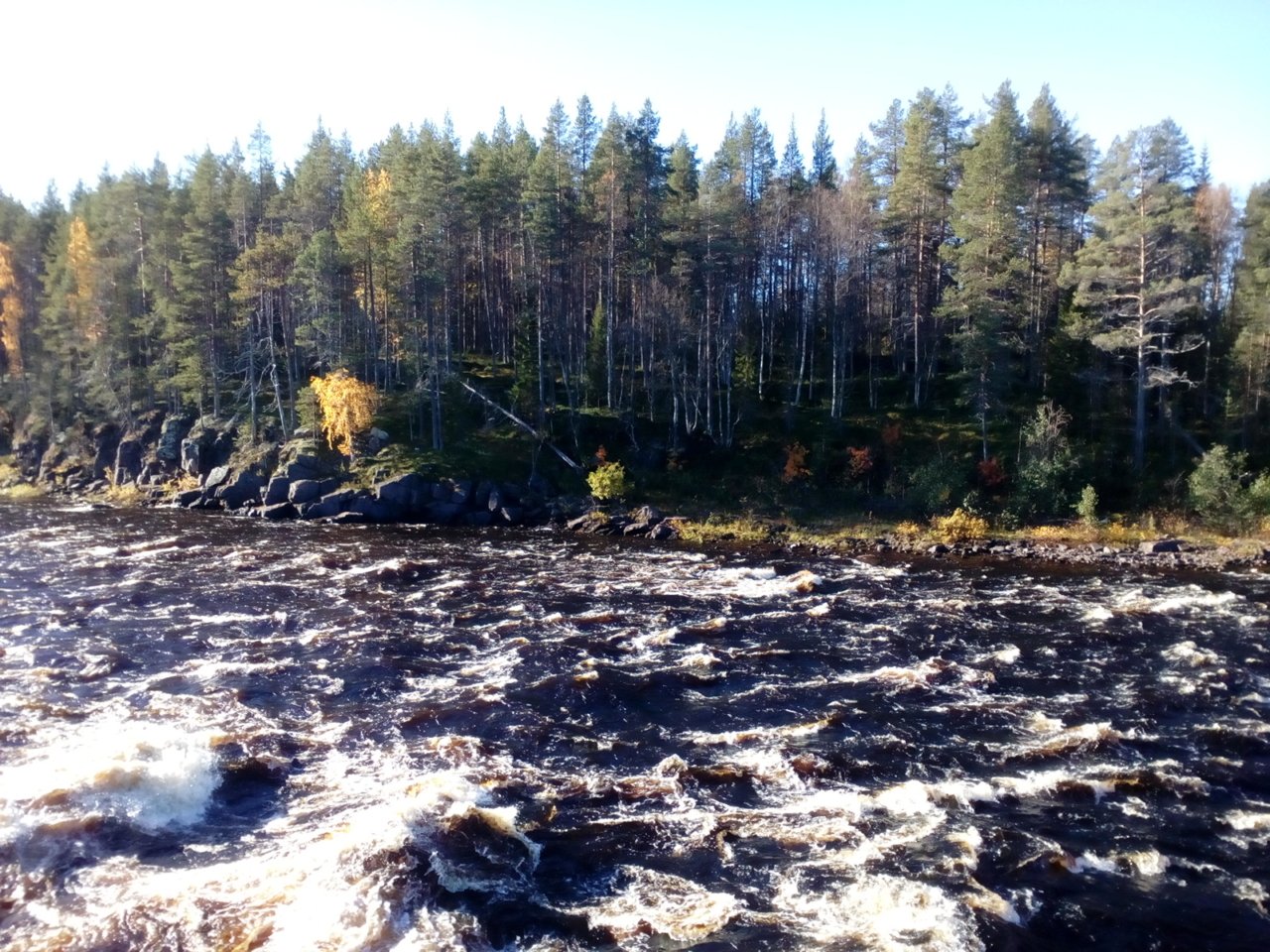 molkokongas-2