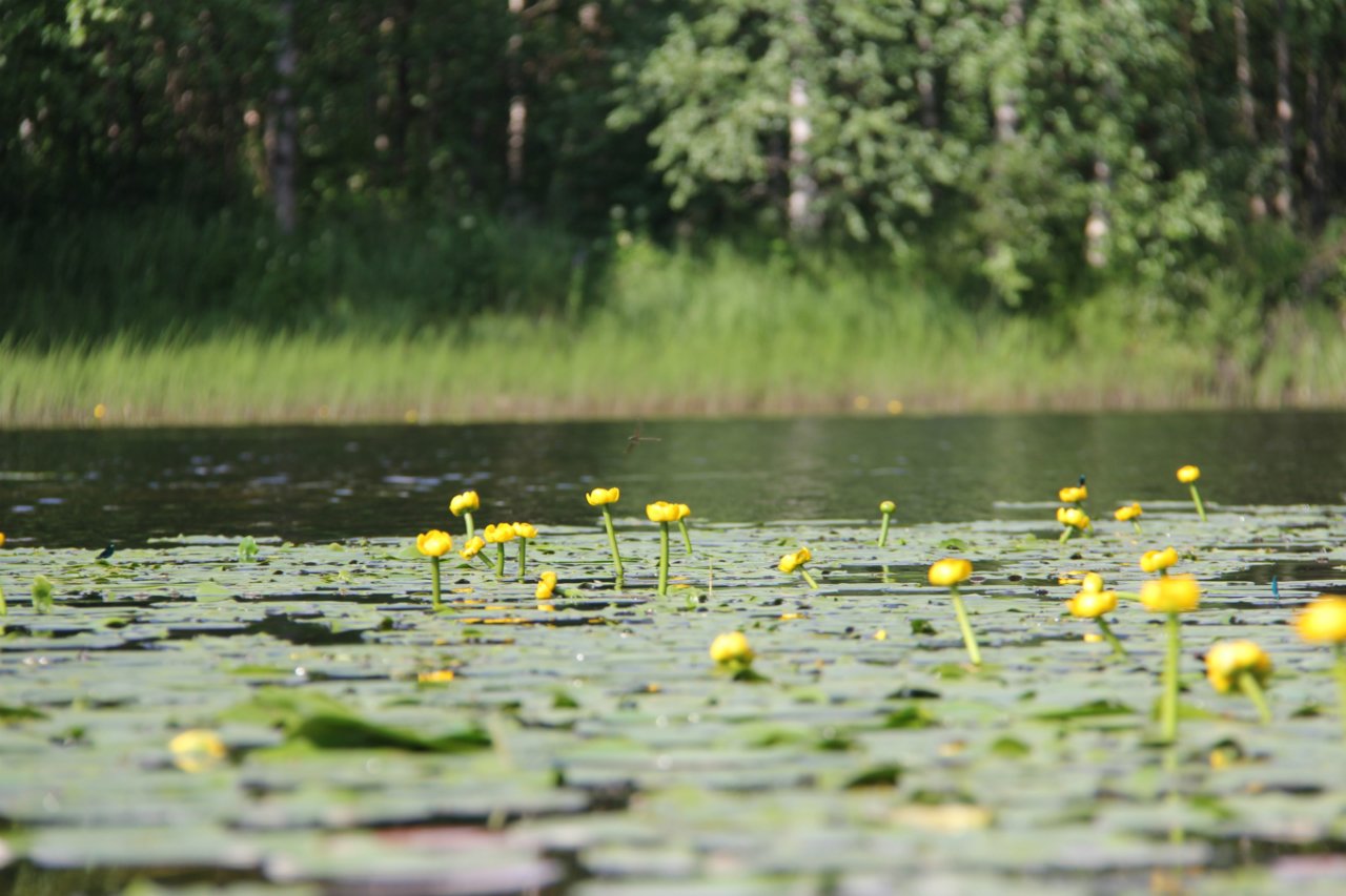 sinettajoki-2