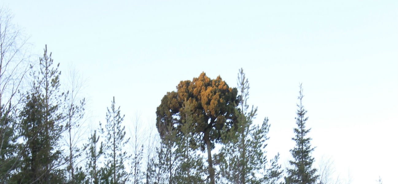 tuulenpesapuu-2
