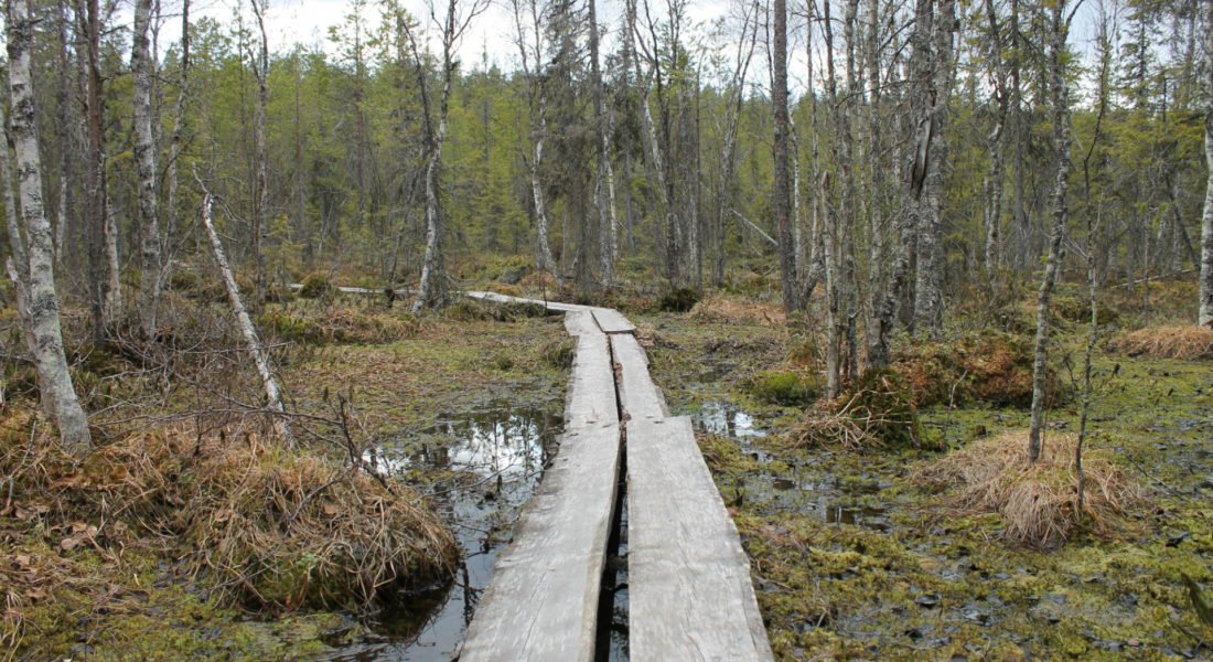 kivalonaavan-niittykulttuuripolku-2-1100×600