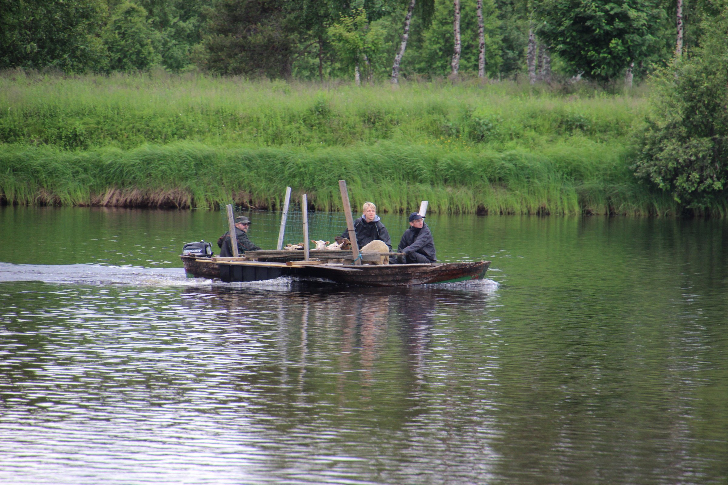 IMG_2007 Lampaita tuodaan Nivankylän Lietesaareen (c) Piia Juntunen-Laakso 2019