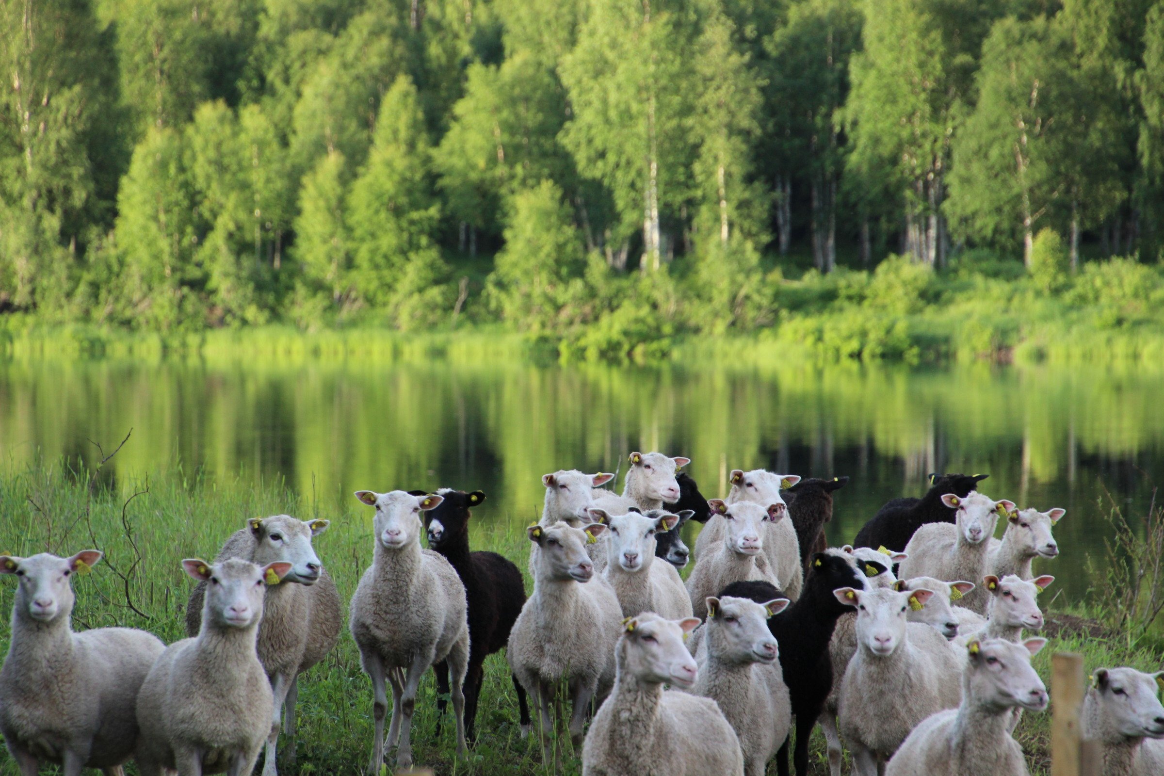 Lampaita Nivankylän Lietesaaressa 2020 (c) Piia Juntunen-Laakso