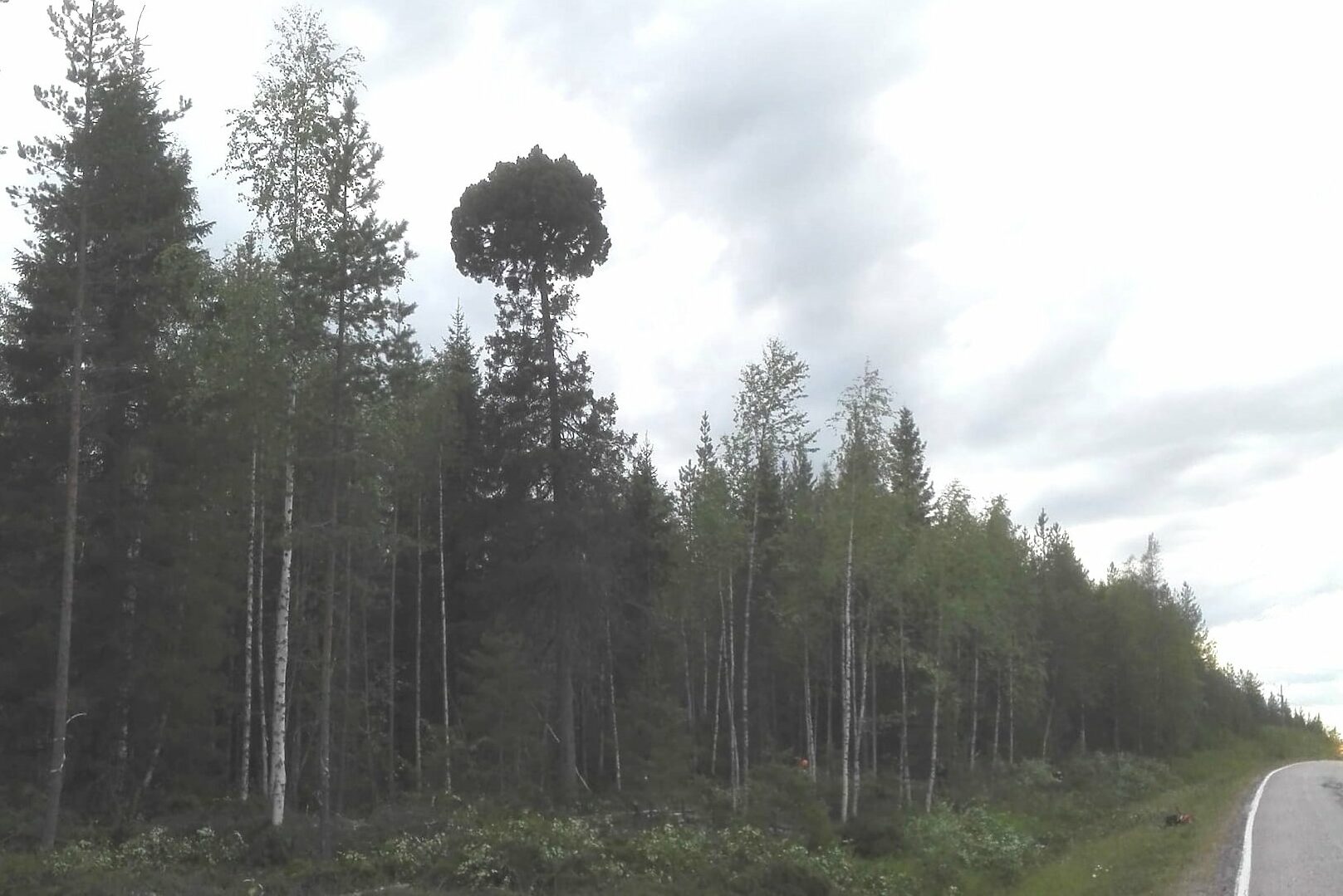 kalle-niemi-kuva-patokosken-pallolatvainen-kuusi-aspect-ratio–
